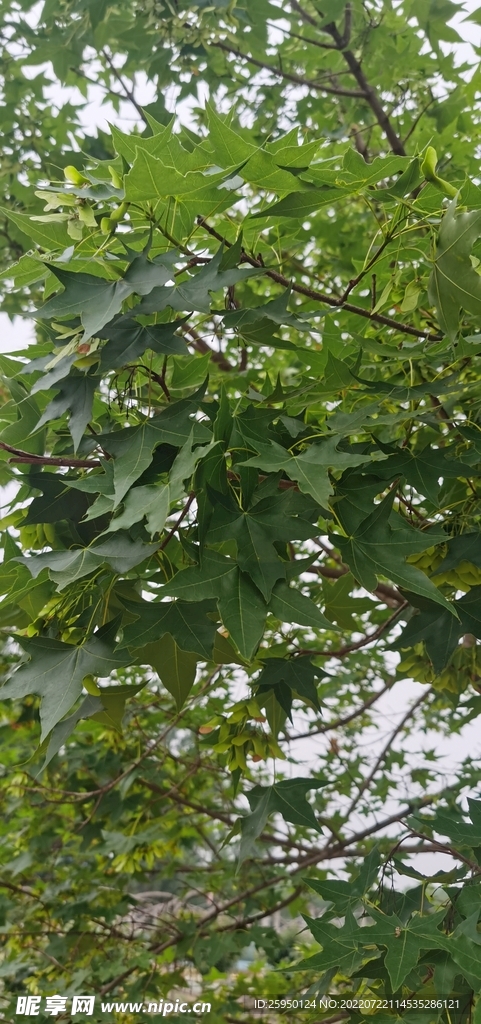 树林幽静