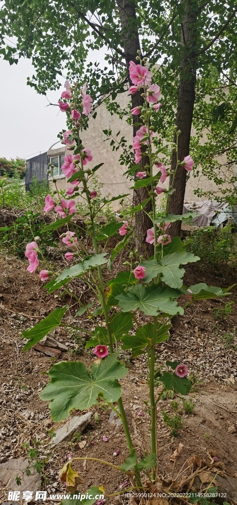 端午花