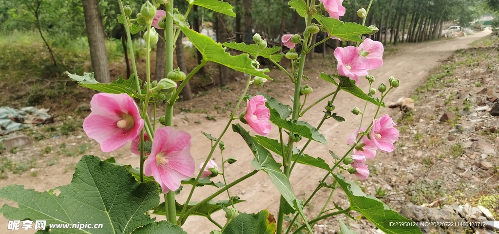 端午花