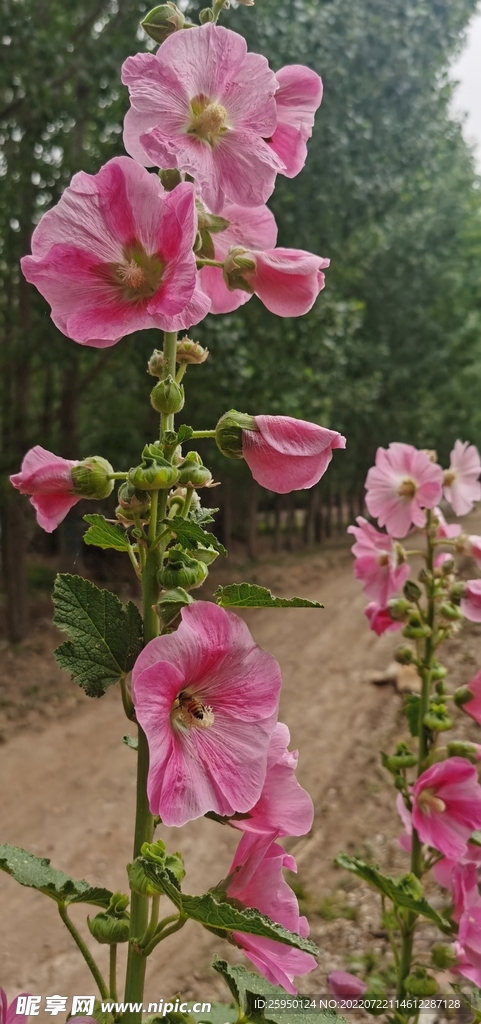 端午花