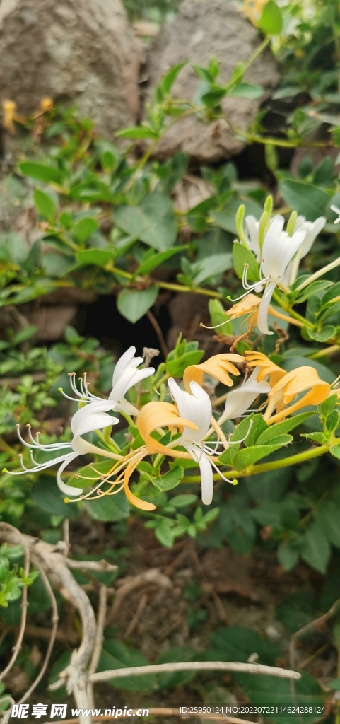 金银花