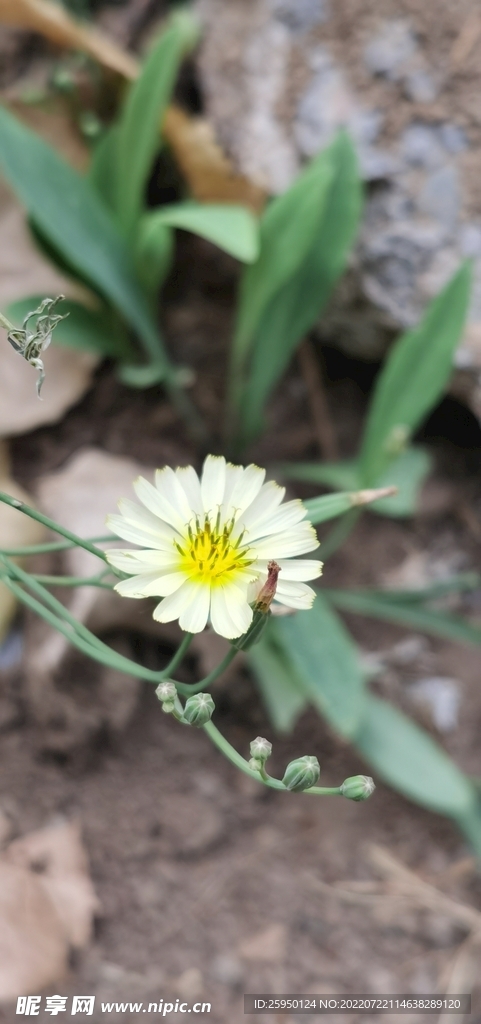 苦菜花