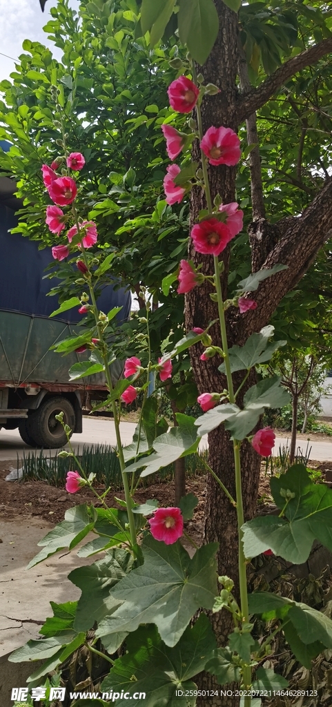 端午花