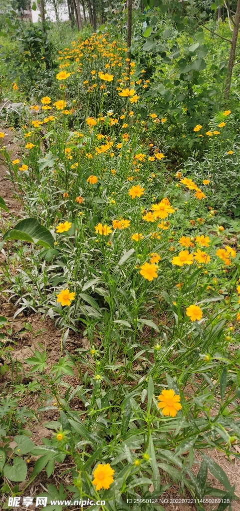 金鸡菊