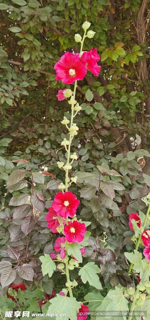 端午花