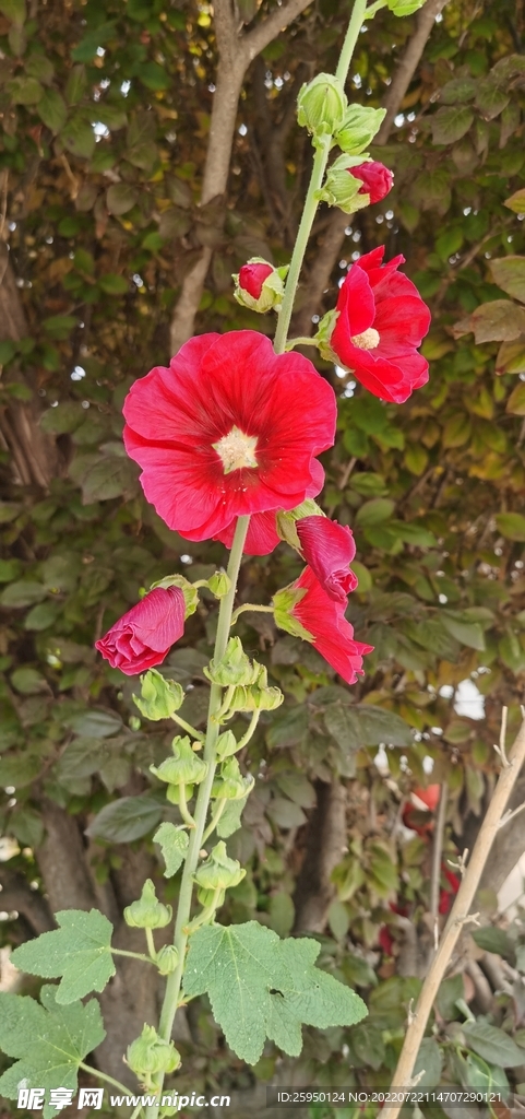 端午花
