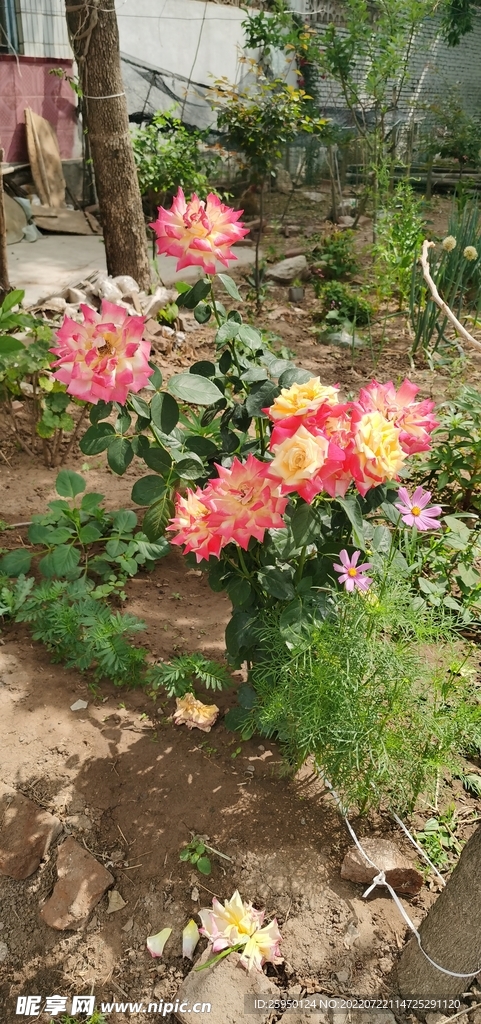 红玫瑰