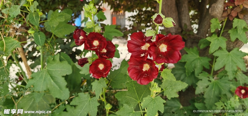 端午花