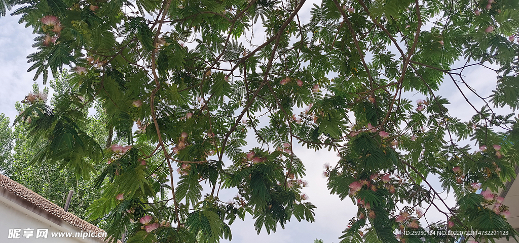 马缨花
