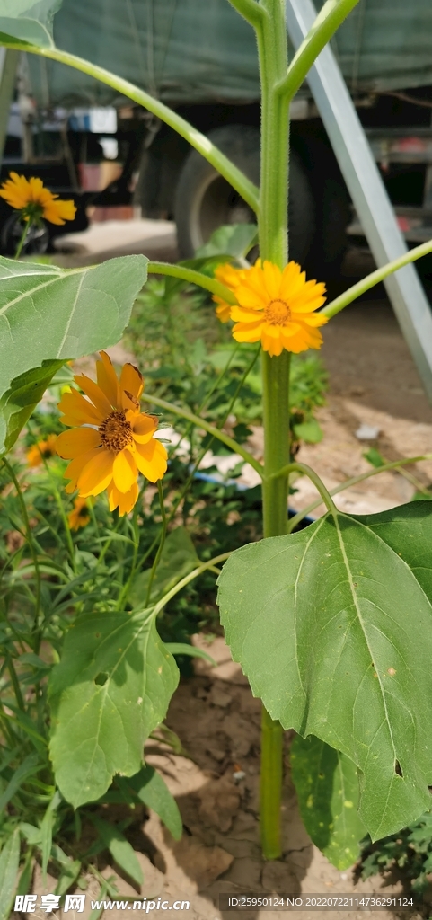 葵花