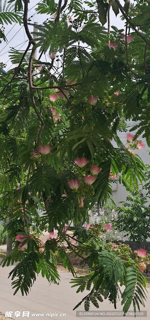 马缨花