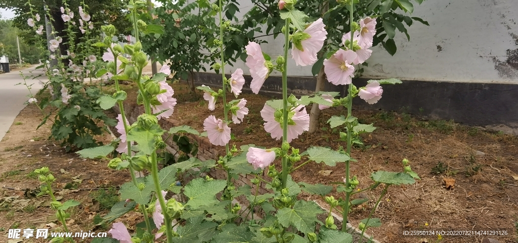 端午花