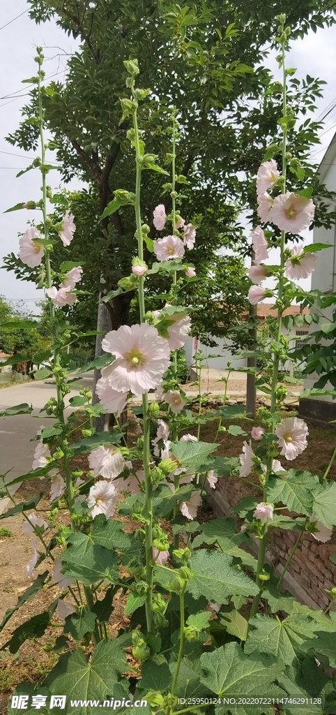 端午花