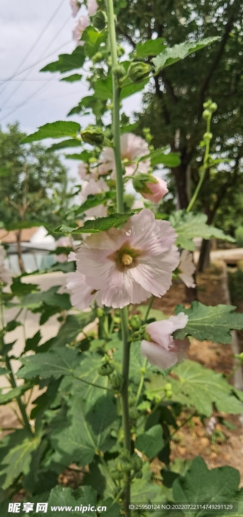 端午花