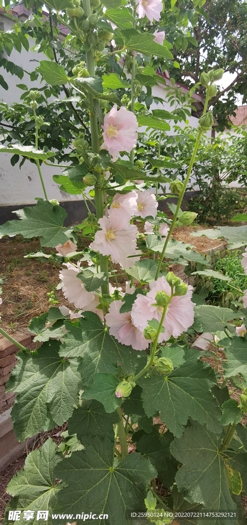 端午花