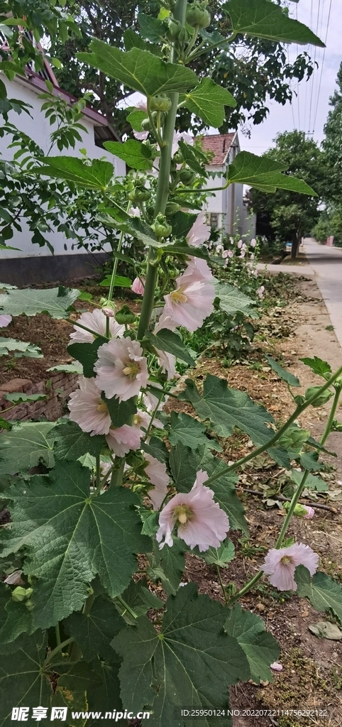 端午花