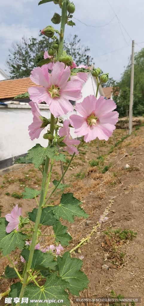 端午花