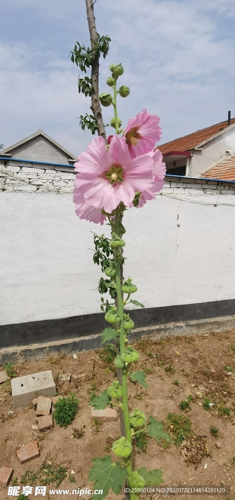端午花