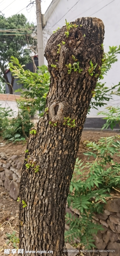 枯树发芽