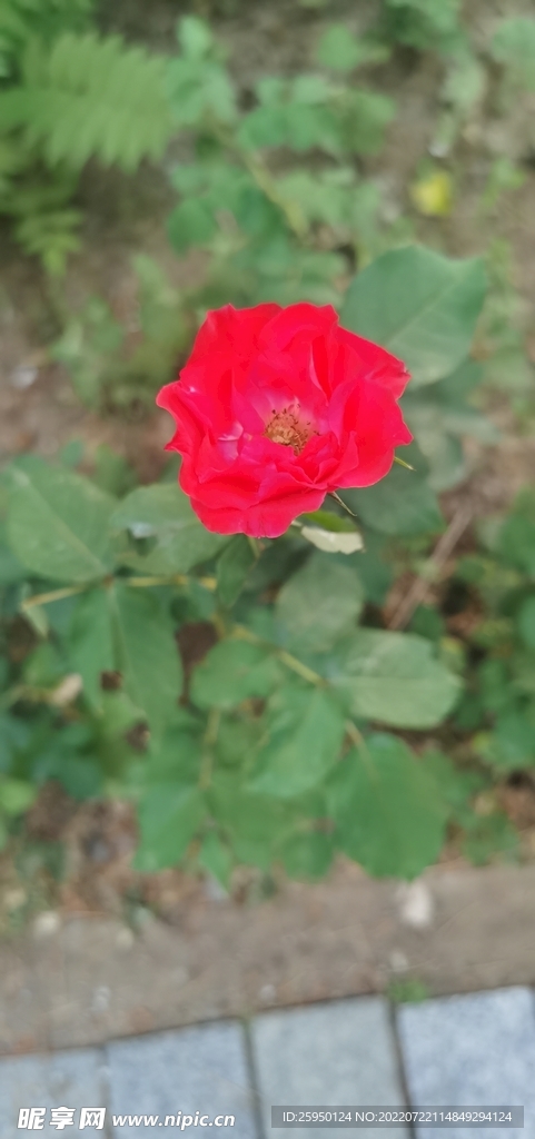 红玫瑰 
