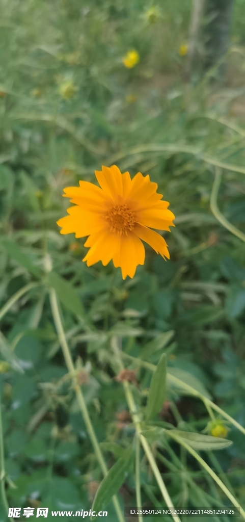 金鸡菊