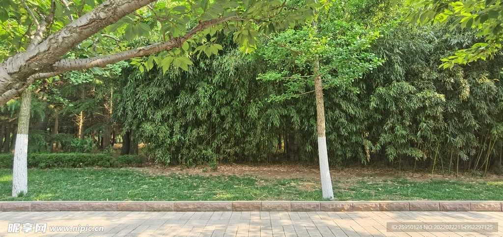 翠竹