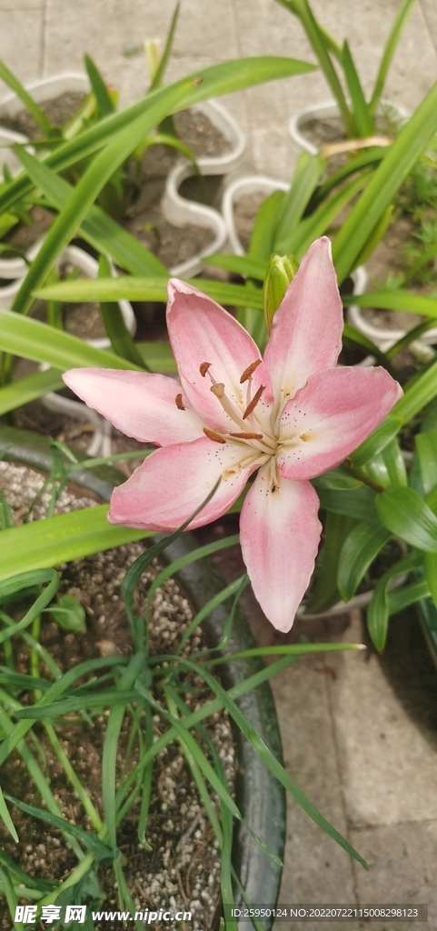 百合