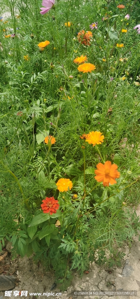波斯菊