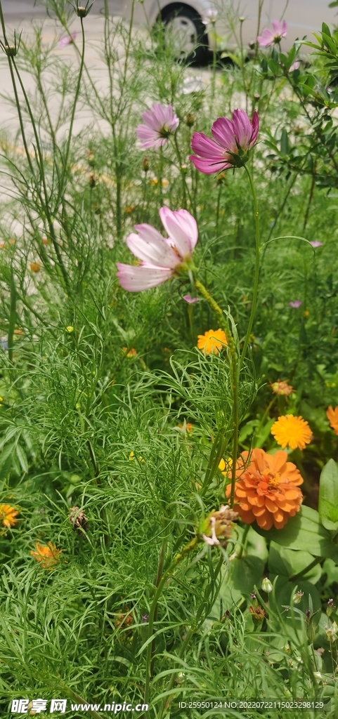 波斯菊