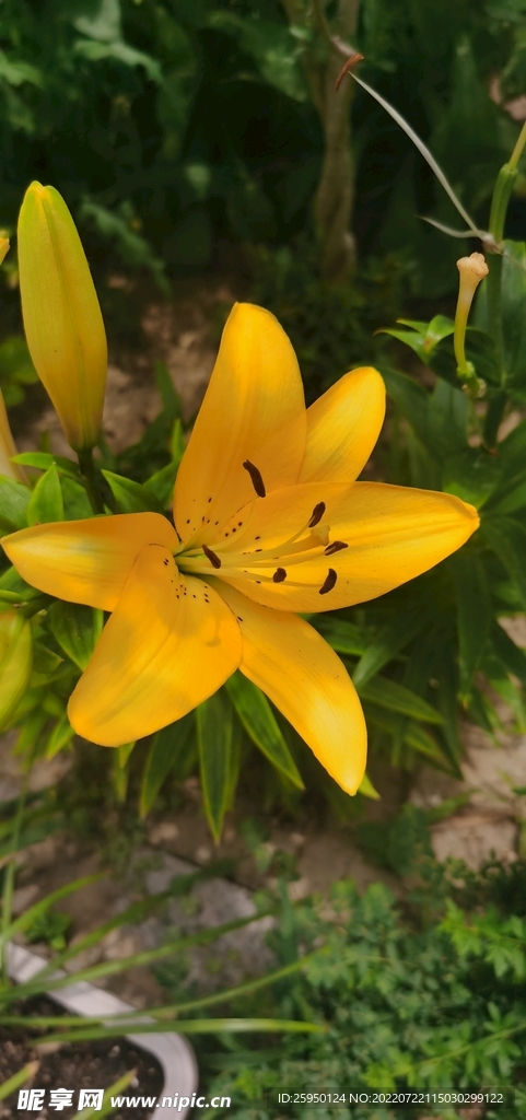 百合