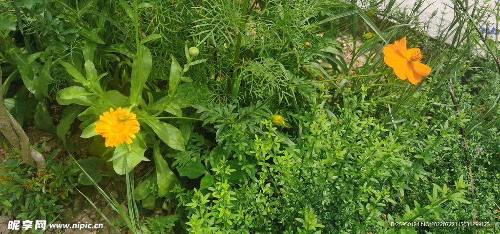 波斯菊