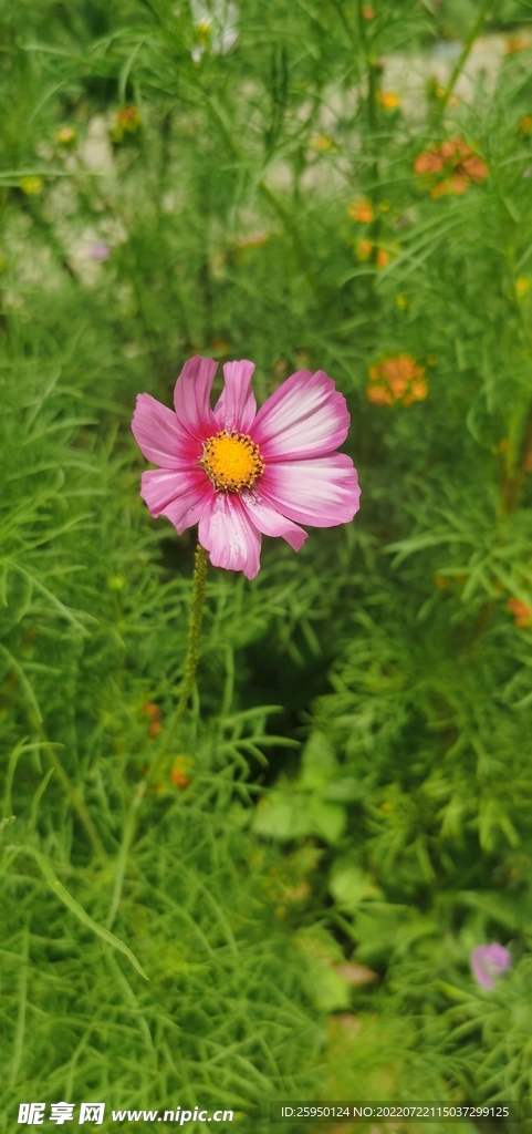 波斯菊 