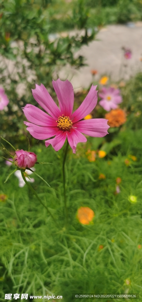波斯菊