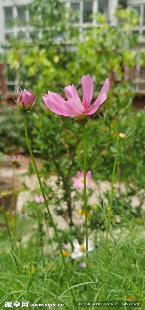 波斯菊