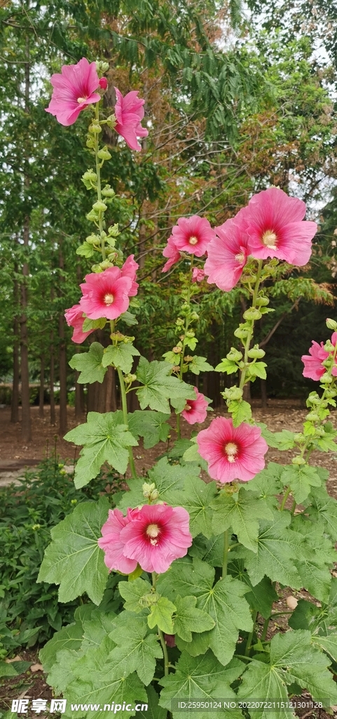 端午花
