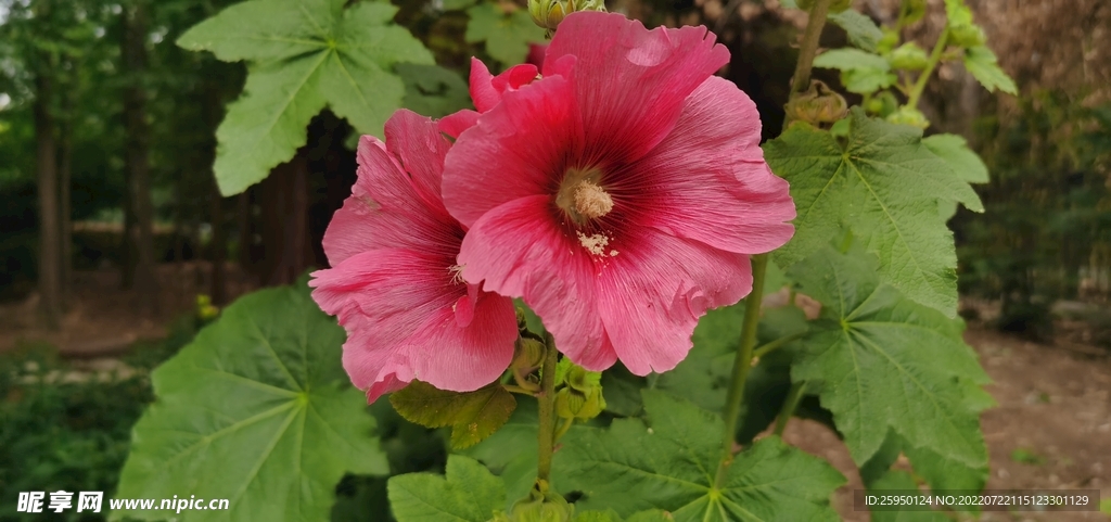 端午花