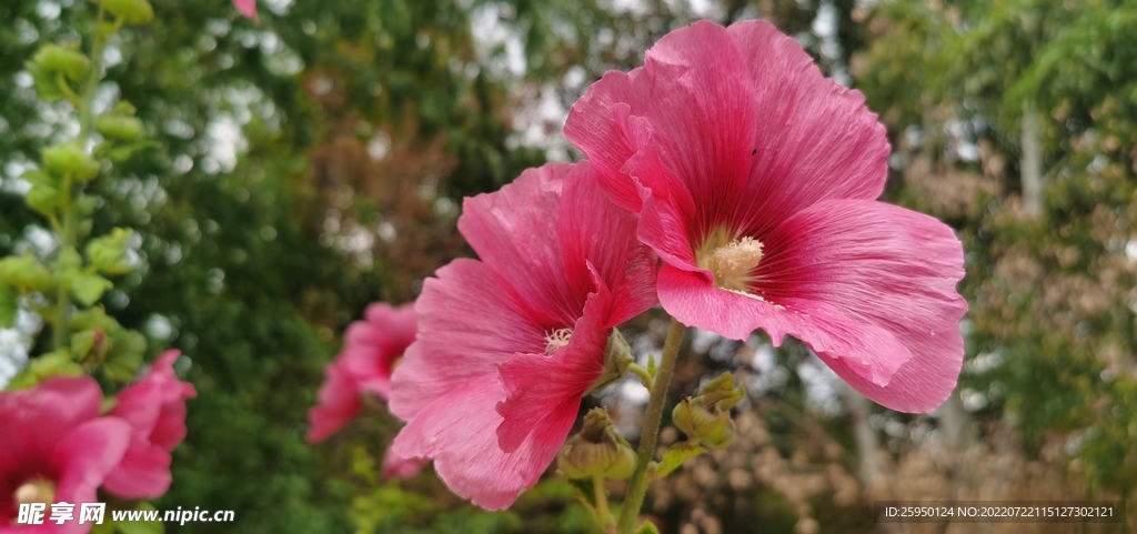 端午花