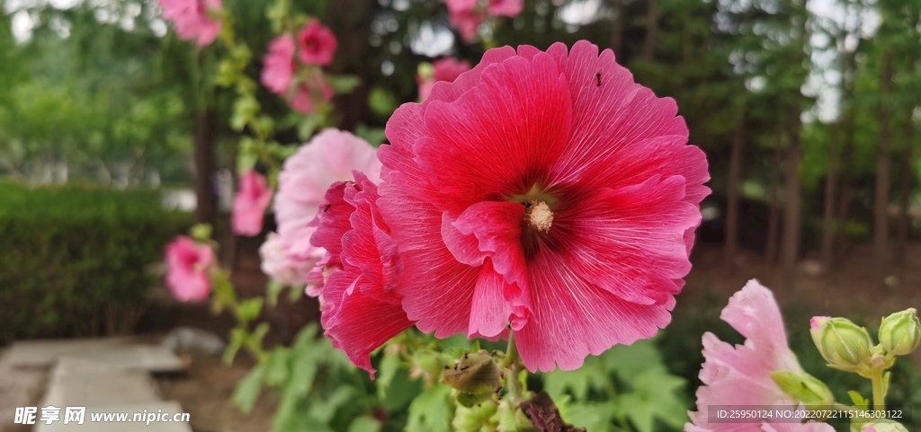 端午花