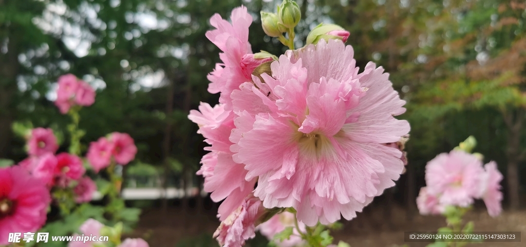 端午花
