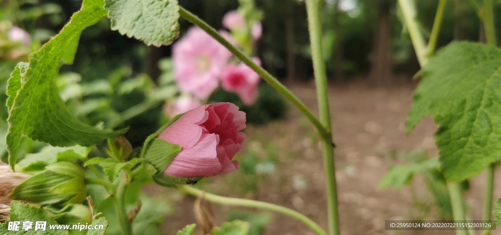 端午花