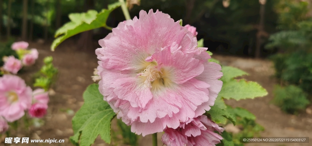 端午花