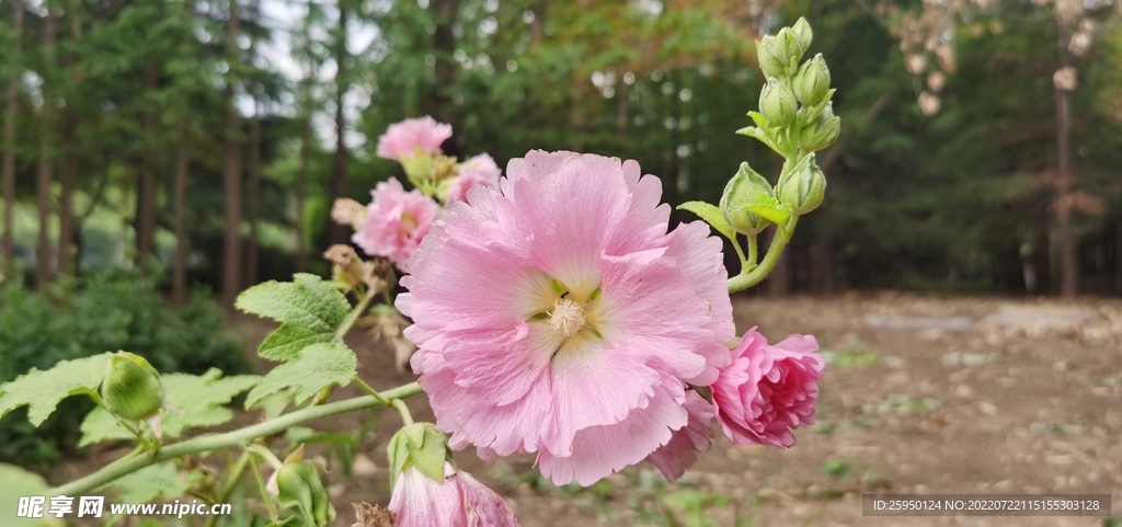 端午花