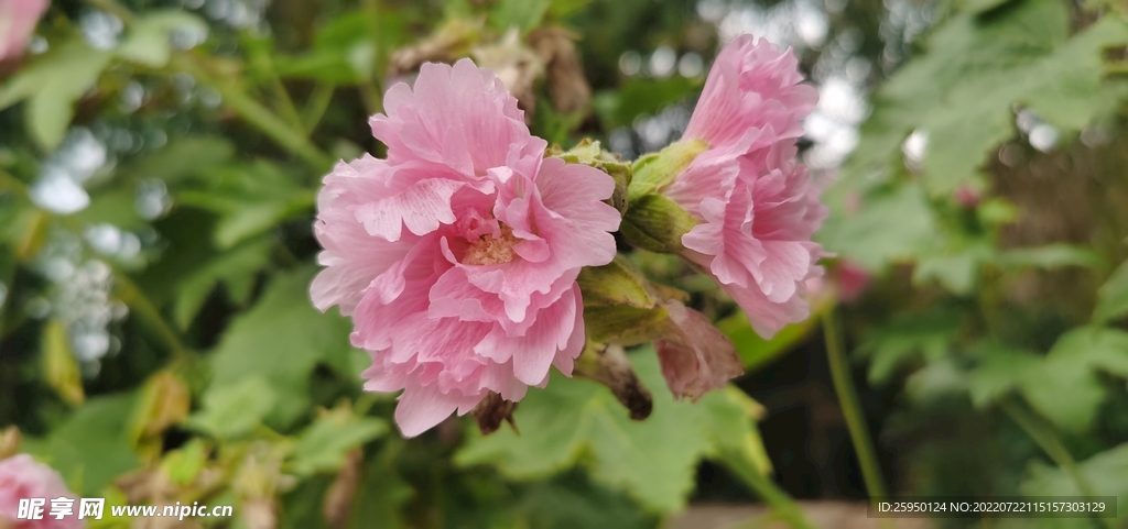 端午花