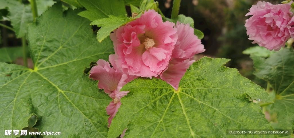 端午花