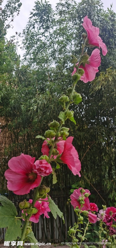 一丈红 
