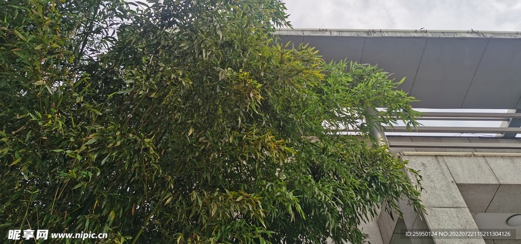 翠竹