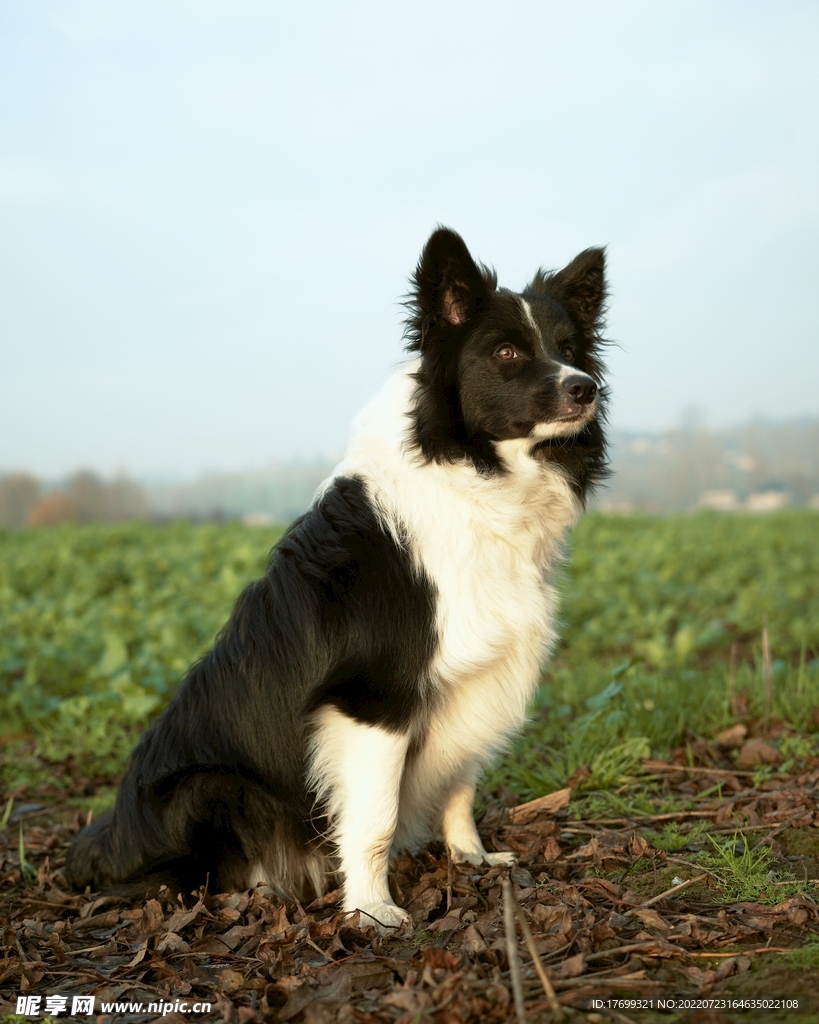 瑞士伯恩山犬