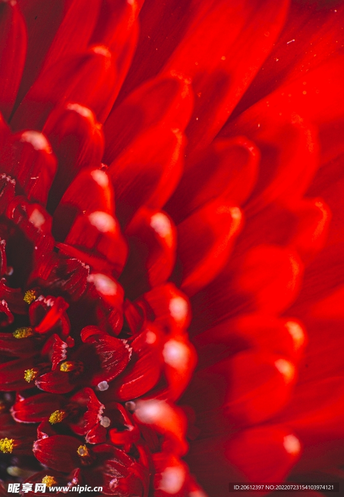 红色花蕊