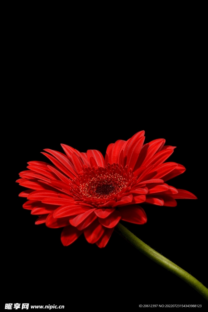 红色花蕊