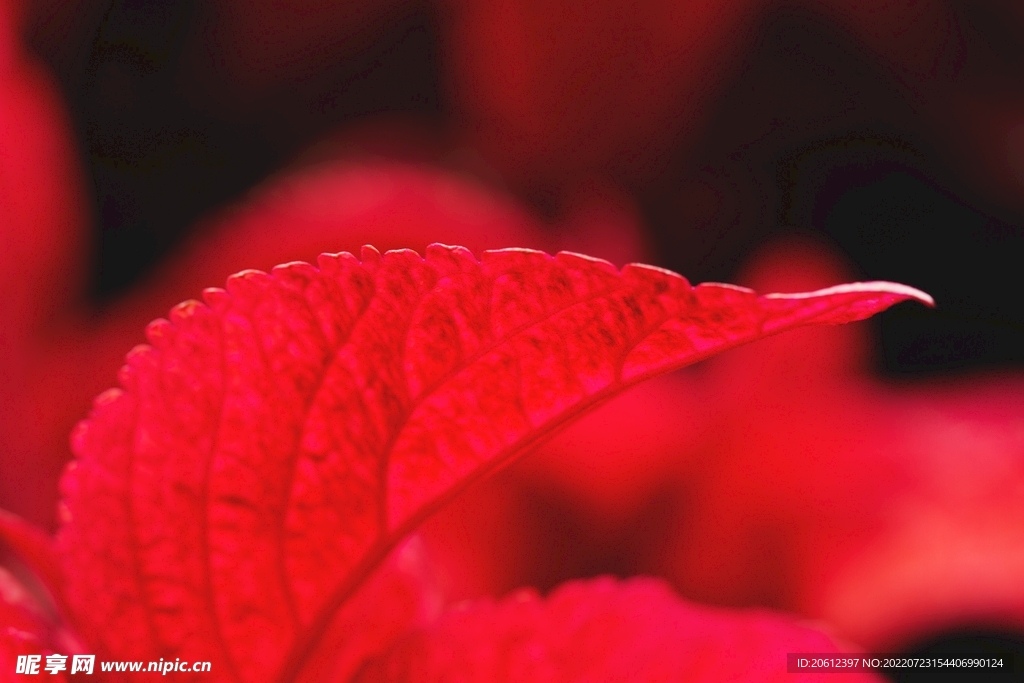 红色背景